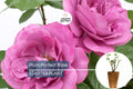 Plum Perfect™ Rose – 1.5 Gal Potted Floribunda with Purple Double Blooms, Heat & Humidity Tolerant, Own-Root, Reblooming, Zones 5-10