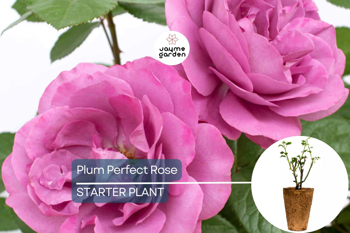 Plum Perfect™ Rose – 1.5 Gal Potted Floribunda with Purple Double Blooms, Heat & Humidity Tolerant, Own-Root, Reblooming, Zones 5-10