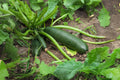 Dark Green Zucchini Seeds | Heirloom Summer Squash | Cucurbita pepo | Prolific, Easy to Grow Vegetable for Cooking & Grilling