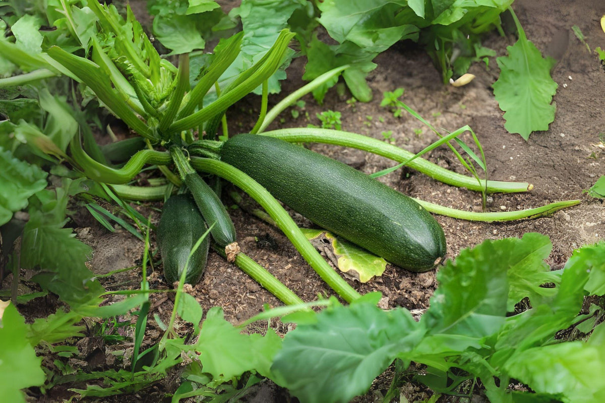 Dark Green Zucchini Seeds | Heirloom Summer Squash | Cucurbita pepo | Prolific, Easy to Grow Vegetable for Cooking & Grilling