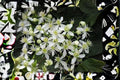 Virgin's Bower Vine Seeds, Fragrant White Clematis, Native North American Perennial, Attracts Pollinators, 100 mg