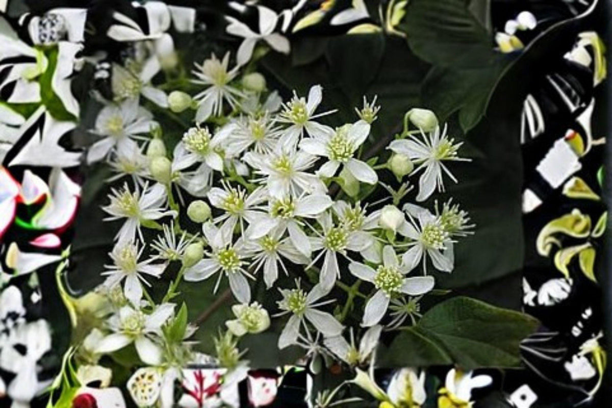 Virgin's Bower Vine Seeds, Fragrant White Clematis, Native North American Perennial, Attracts Pollinators, 100 mg