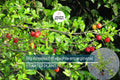 Big Acerola Tree 12-24" Live Tropical Fruit Tree | Barbados Cherry Plant | Vitamin C-Rich Malpighia emarginata for Gardens & Pots