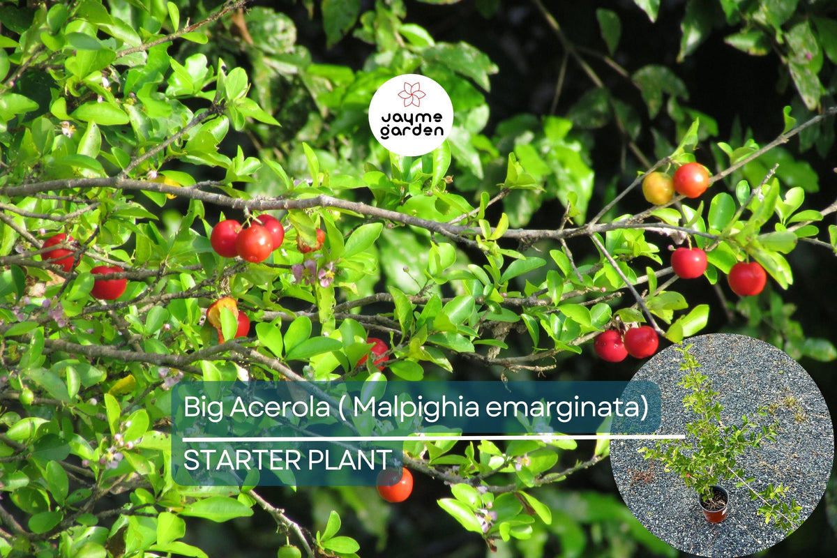 Big Acerola Tree 12-24" Live Tropical Fruit Tree | Barbados Cherry Plant | Vitamin C-Rich Malpighia emarginata for Gardens & Pots