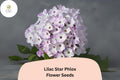 Lilac Star Phlox Seeds – Perennial Garden Flowers, Lilac-Purple, Fragrant, Phlox paniculata, Butterfly & Hummingbird Attractant