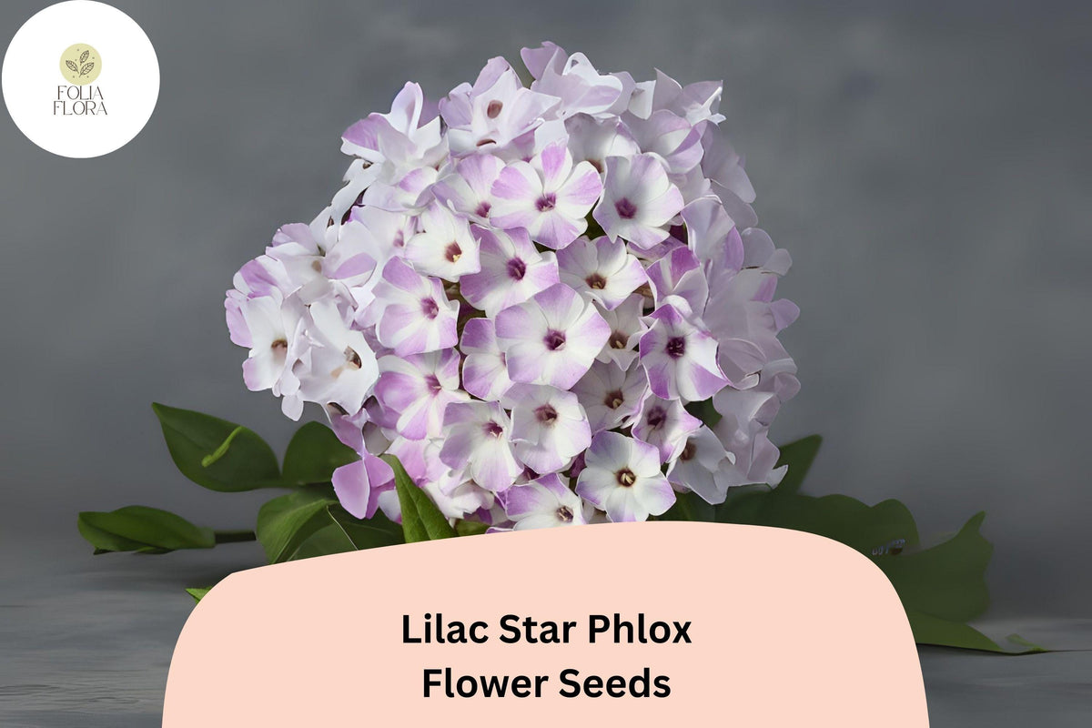 Lilac Star Phlox Seeds – Perennial Garden Flowers, Lilac-Purple, Fragrant, Phlox paniculata, Butterfly & Hummingbird Attractant