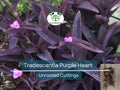 Unrooted Plant Cuttings - Tradescantia Pallida Purple Heart - Vibrant Foliage, Easy Care, Indoor & Outdoor Propagation