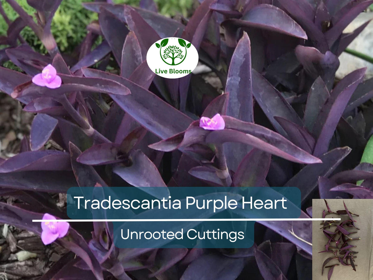 Unrooted Plant Cuttings - Tradescantia Pallida Purple Heart - Vibrant Foliage, Easy Care, Indoor & Outdoor Propagation