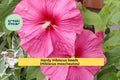 Hardy Hibiscus Seeds – 30 Pink & White Perennial Flowers for Garden, Pollinator Beds – Hibiscus moscheutos