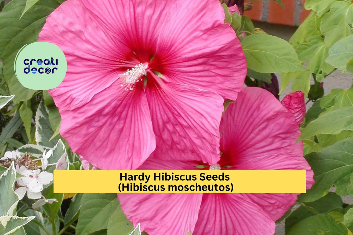 Hardy Hibiscus Seeds – 30 Pink & White Perennial Flowers for Garden, Pollinator Beds – Hibiscus moscheutos