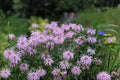 100 Seeds Monarda fistulosa Wild Bergamot Perennial Pollinator Garden Native Bee Balm