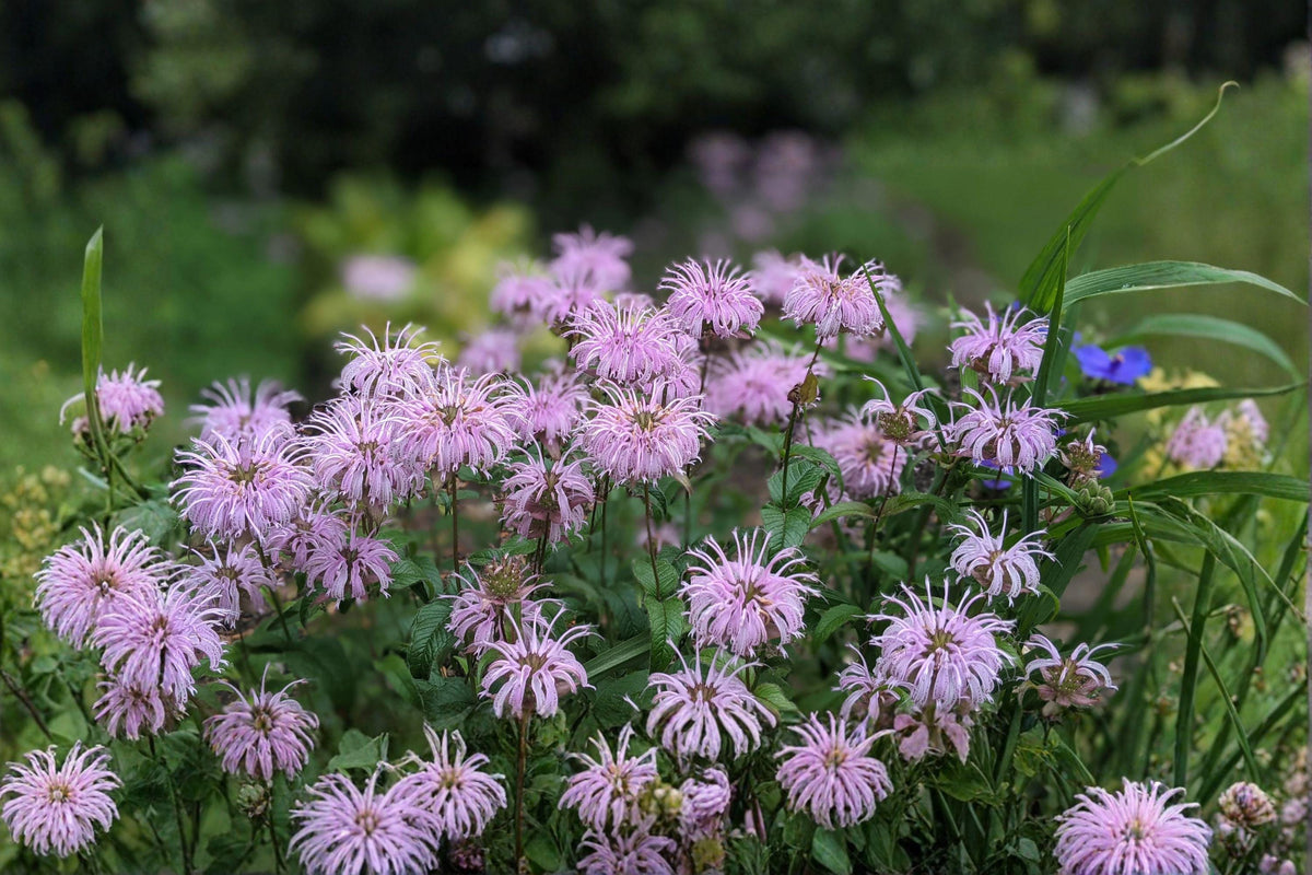 100 Seeds Monarda fistulosa Wild Bergamot Perennial Pollinator Garden Native Bee Balm