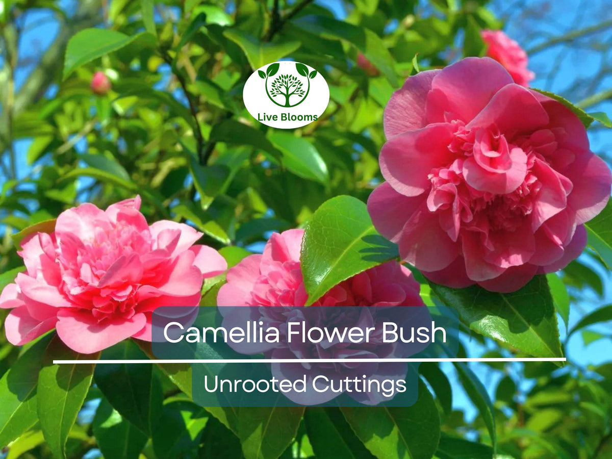 Unrooted Camellia japonica Cuttings – 5 Fresh 6-8 Inch Flowering Shrubs for Propagation, Hedges, Garden, Landscape