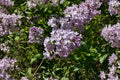 25 Syringa oblata Early Lilac Seeds – Fragrant Spring Flowering Shrub for Gardens & Landscaping