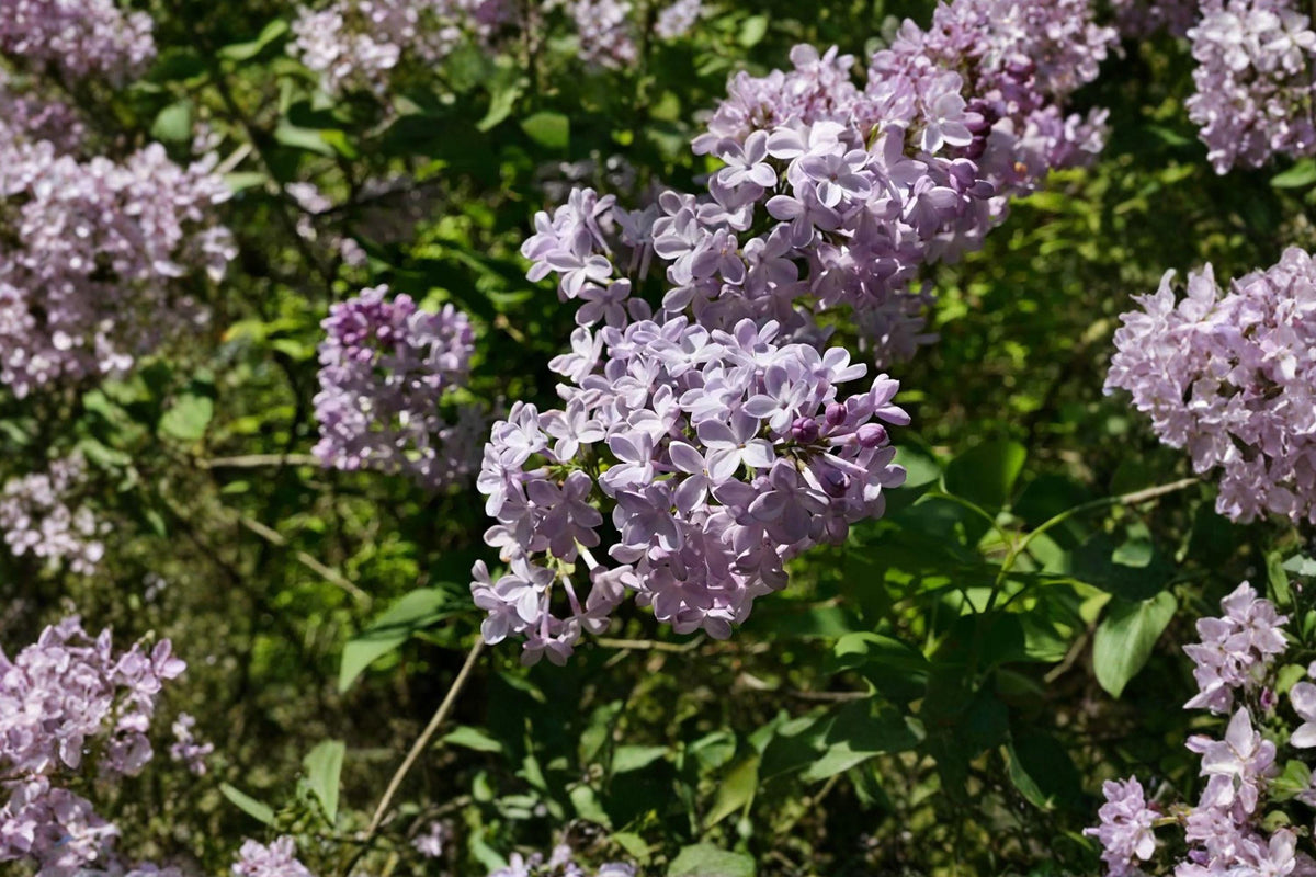 25 Syringa oblata Early Lilac Seeds – Fragrant Spring Flowering Shrub for Gardens & Landscaping