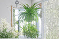 Reverse Variegated Spider Plant Cuttings, Chlorophytum comosum, Trailing Houseplant, Unrooted Propagation Material
