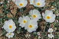 Argemone polyanthemos Prickly Poppy Seeds – Native Wildflower, White Blooms, Drought-Tolerant, Pollinator-Friendly, Annual Plant