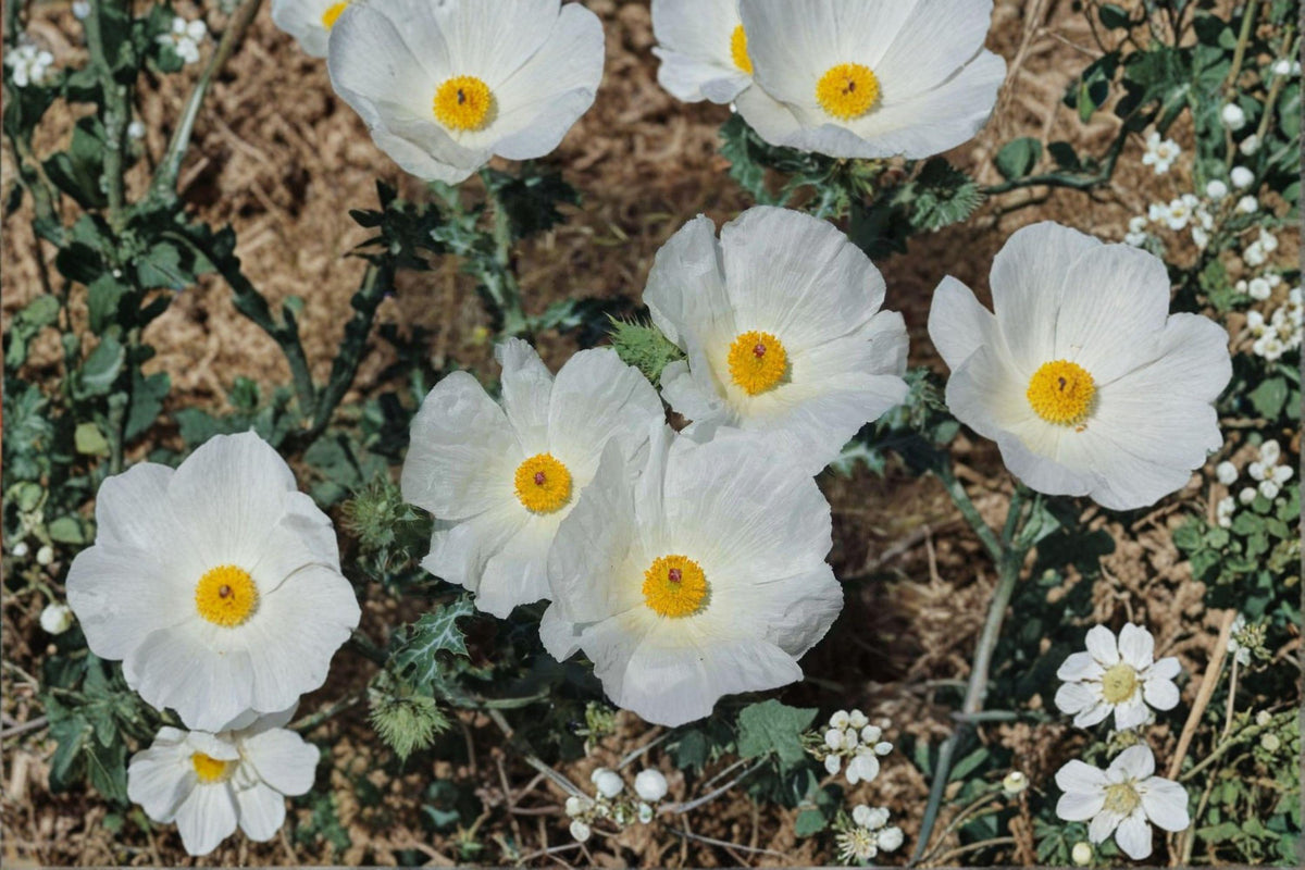 Argemone polyanthemos Prickly Poppy Seeds – Native Wildflower, White Blooms, Drought-Tolerant, Pollinator-Friendly, Annual Plant