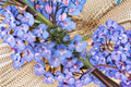 Penstemon angustifolius Pagoda Penstemon Seeds – Native Prairie Perennial with Blue-Purple Blooms, Drought-Tolerant Pollinator Plant