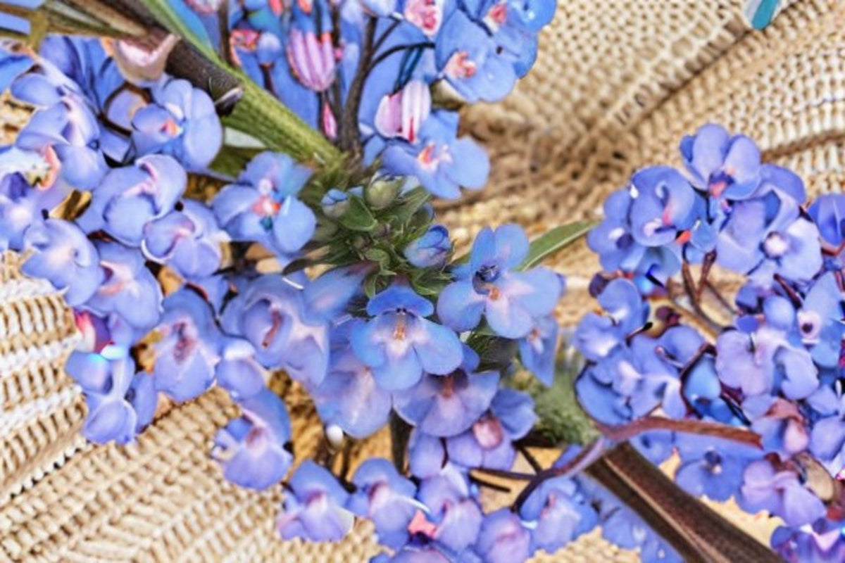 Penstemon angustifolius Pagoda Penstemon Seeds – Native Prairie Perennial with Blue-Purple Blooms, Drought-Tolerant Pollinator Plant