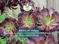 Aeonium Velour Succulent Unrooted Cutting 4-5" Dark Purple Rosette Indoor Outdoor Plant Easy to Grow