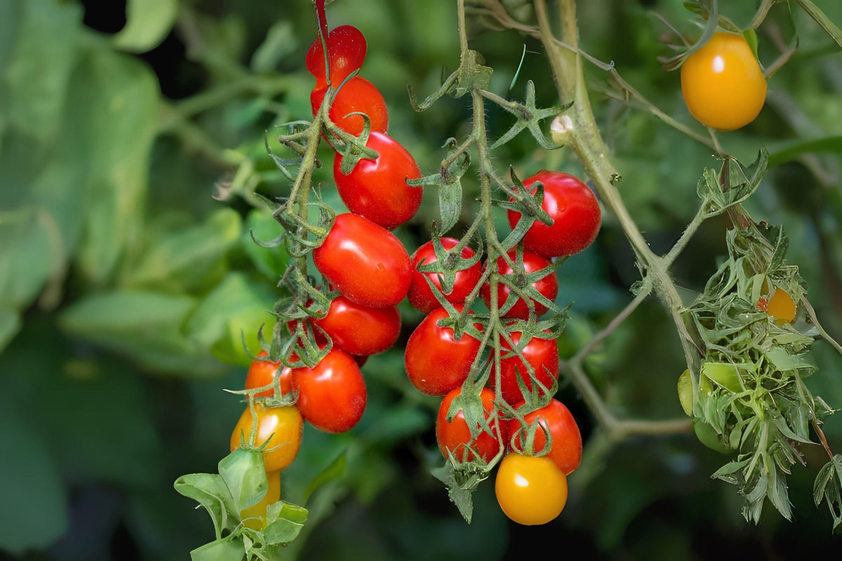 Tomato Roma Seeds – Heirloom Paste, Meaty Plum Fruits, Fewer Seeds, Canning & Sauce, Heavy Yield, Solanum lycopersicum
