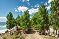 Loblolly Pine Live Trees 1-2 ft Tall | Evergreen Conifer Pinus taeda for Landscaping & Windbreaks