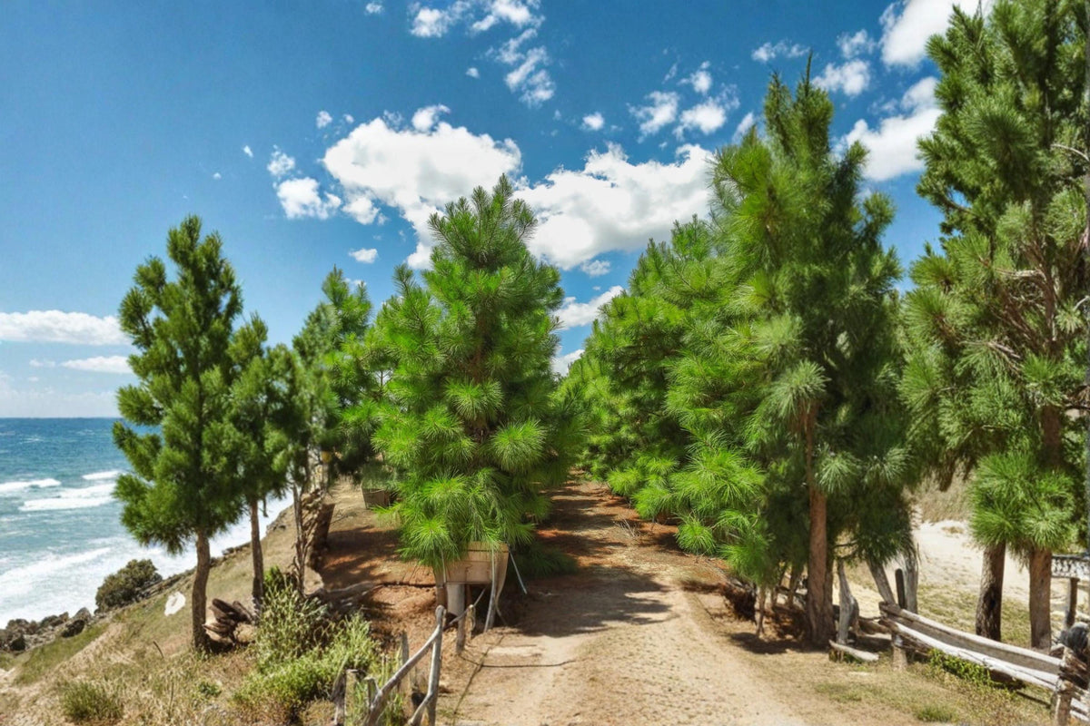 Loblolly Pine Live Trees 1-2 ft Tall | Evergreen Conifer Pinus taeda for Landscaping & Windbreaks