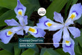 Crested Dwarf Iris Bare Root Plants – Iris cristata, Shade Perennial, Organic Wildflower, Ground Cover, Pollinator-Friendly