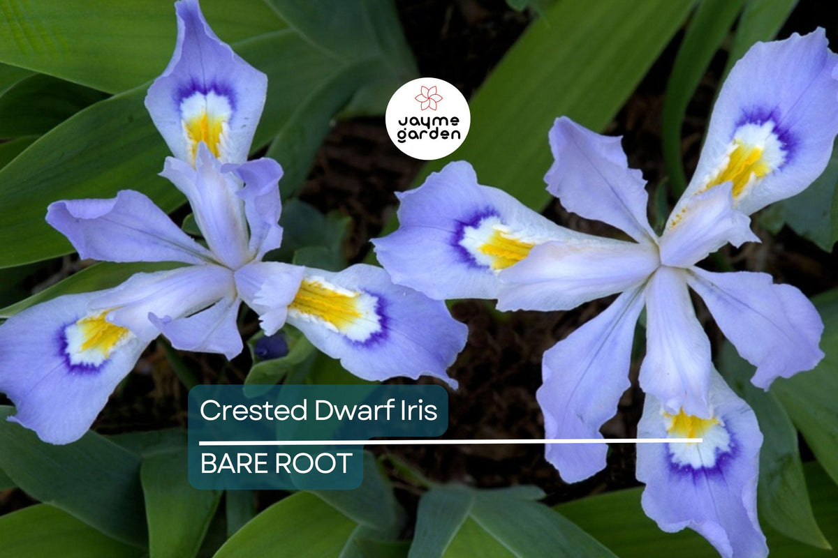 Crested Dwarf Iris Bare Root Plants – Iris cristata, Shade Perennial, Organic Wildflower, Ground Cover, Pollinator-Friendly