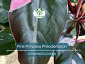 Pink Princess Philodendron Unrooted Cutting – Rare Variegated Houseplant with Pink, Green & White Foliage, Propagation Plant