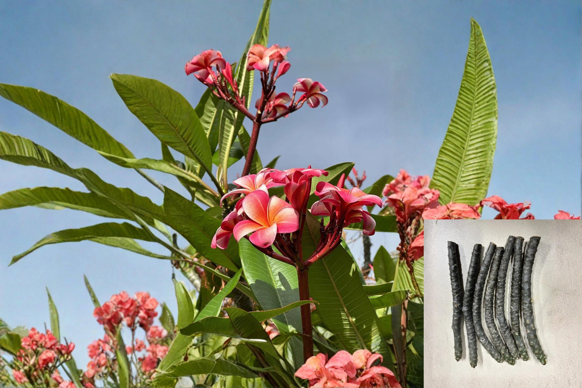 Pink Plumeria Cuttings - 2 Unrooted Frangipani Starter Plants, Tropical Flowering Tree, Pink Flowers, Plumeria spp.