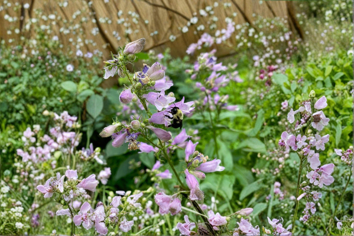 Calico Beardtongue Seeds – Penstemon calycosus, Native Wildflower for Pollinator Gardens, Prairie Planting, 100 Seeds