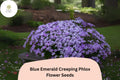 Blue Emerald Creeping Phlox Seeds | Ground Cover Perennial | Blue-Lavender Flowers | Phlox subulata for Garden, Erosion Control