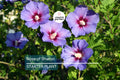 Rose of Sharon Seedlings | Flowering Hibiscus Bush Starter Plant | Ornamental Shrub for Garden, Zones 5-9