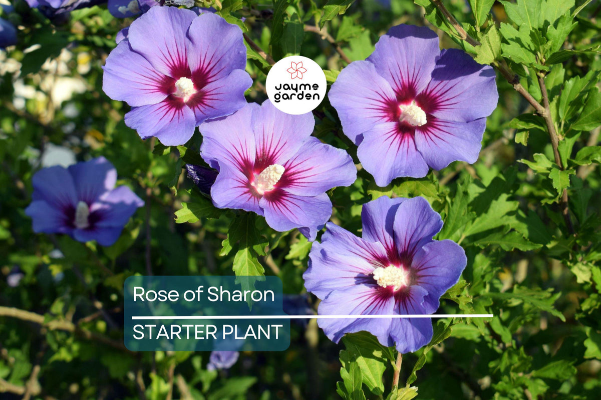 Rose of Sharon Seedlings | Flowering Hibiscus Bush Starter Plant | Ornamental Shrub for Garden, Zones 5-9
