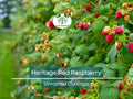 Heritage Red Raspberry Scion Cuttings 6-8" Rubus idaeus Unrooted High-Yield Berry Plants for Grafting