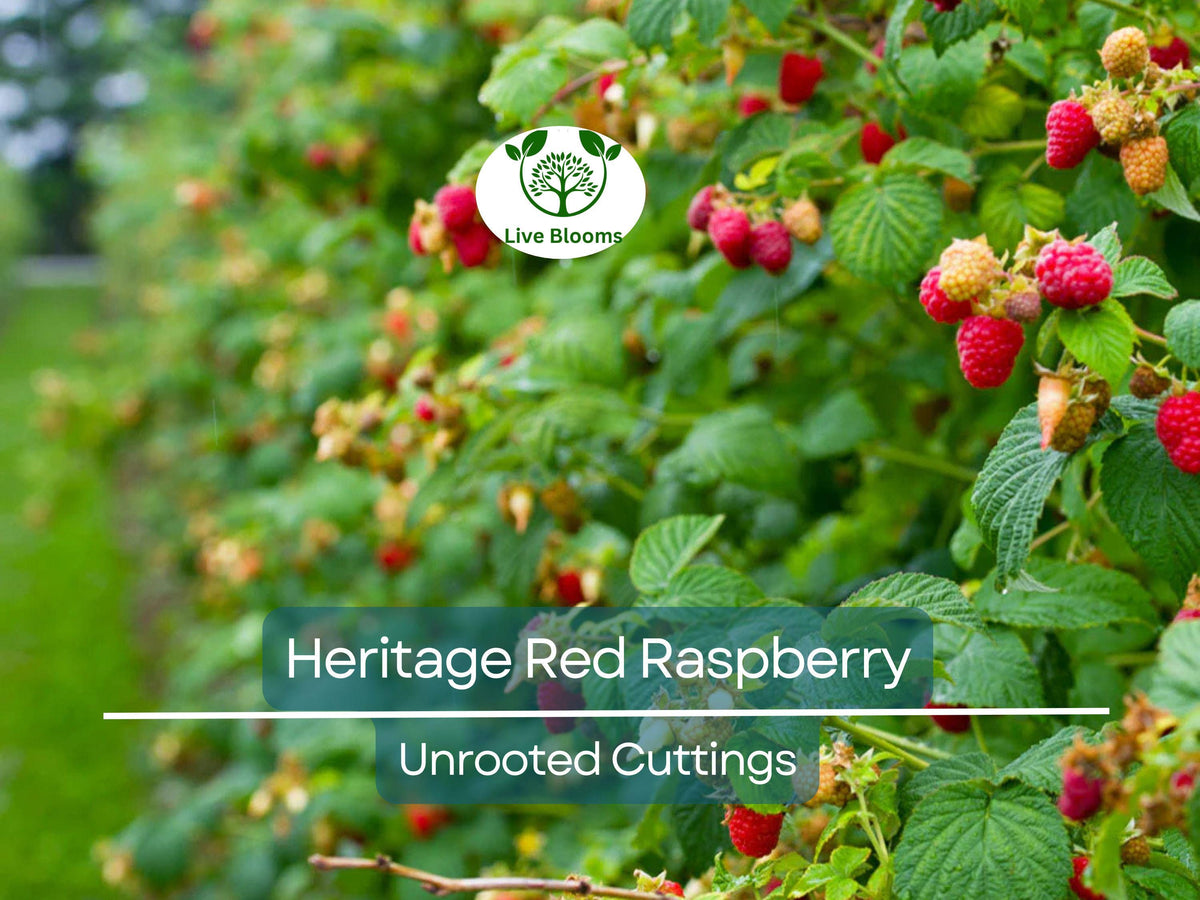 Heritage Red Raspberry Scion Cuttings 6-8" Rubus idaeus Unrooted High-Yield Berry Plants for Grafting