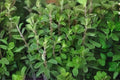 400 Marjoram Herb Seeds, Sweet Culinary Herb for Mediterranean Cooking, Origanum majorana, Easy to Grow