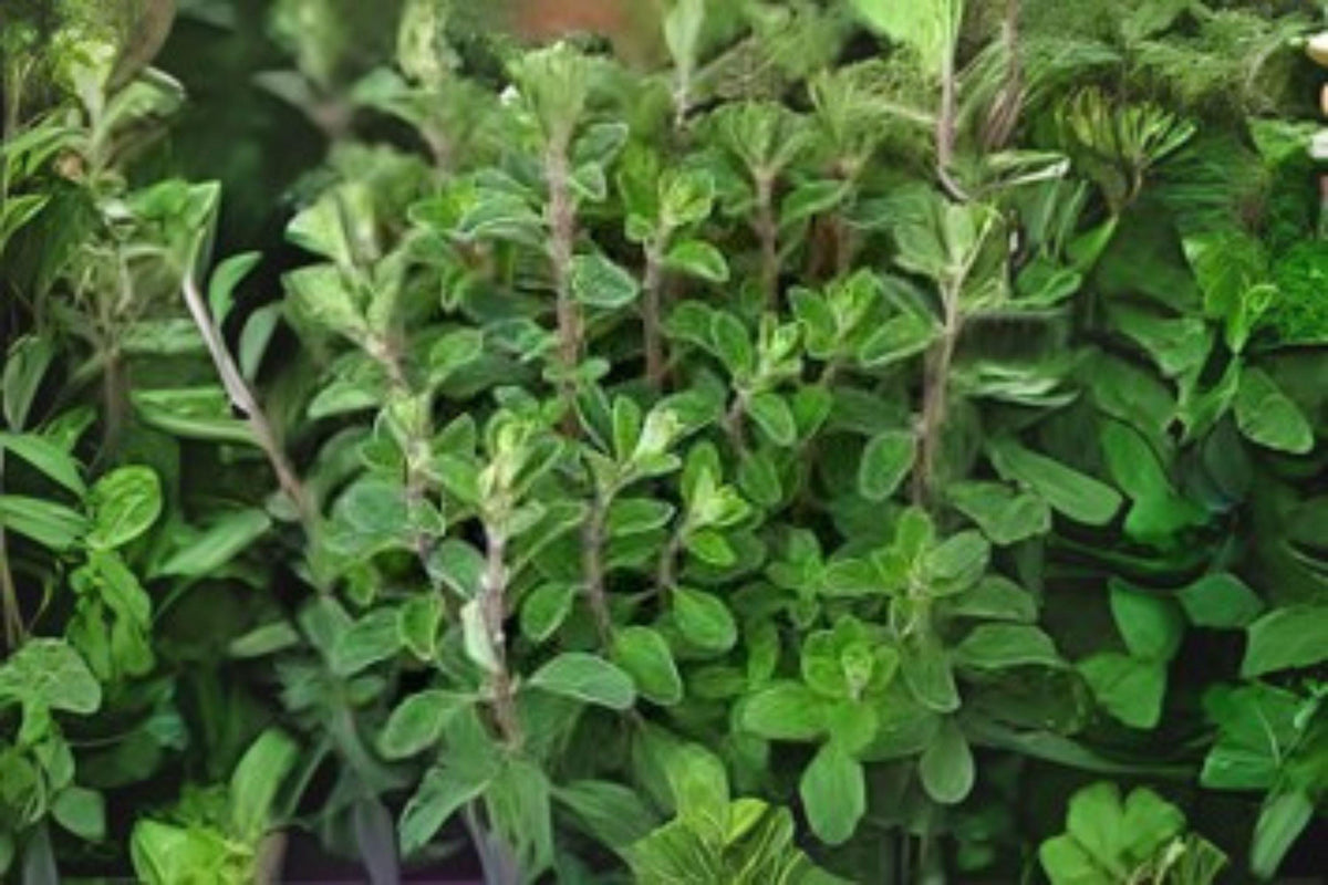 400 Marjoram Herb Seeds, Sweet Culinary Herb for Mediterranean Cooking, Origanum majorana, Easy to Grow