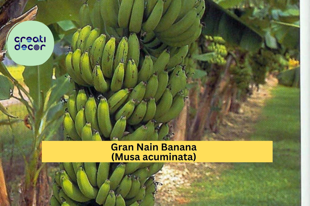 Live Rooted Gran Nain Banana Plant – Musa acuminata, Tropical Fruit Tree, Edible Banana, Fast-Growing Zone 9–11