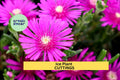 Magenta Ice Plant Cuttings (5) | Delosperma cooperi | Drought-Tolerant Succulent Ground Cover | Unrooted Starter Set