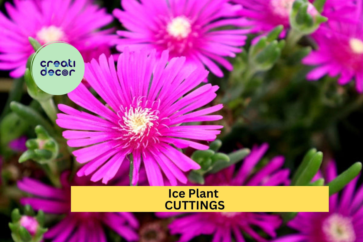 Magenta Ice Plant Cuttings (5) | Delosperma cooperi | Drought-Tolerant Succulent Ground Cover | Unrooted Starter Set