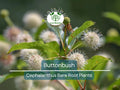 Buttonbush Live Plant – 12–18 Inch Bare Root Shrub with White Spherical Flowers – Native Pollinator Magnet Cephalanthus occidentalis