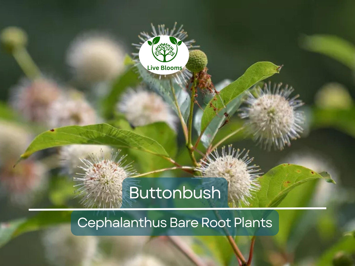 Buttonbush Live Plant – 12–18 Inch Bare Root Shrub with White Spherical Flowers – Native Pollinator Magnet Cephalanthus occidentalis