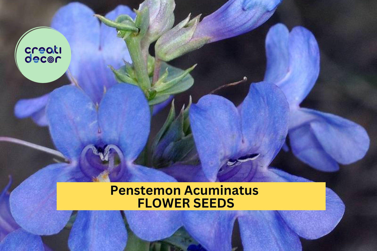 3 Pack Penstemon acuminatus Seeds – Native Blue Wildflower for Dry Gardens, Pollinator Beds, Xeriscaping
