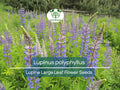 20 Seeds Lupine Large Leaf Planting – Lupinus polyphyllus Perennial Flower Blue & Purple Blooms, Easy to Grow, Garden Border, Pollinator-Friendly