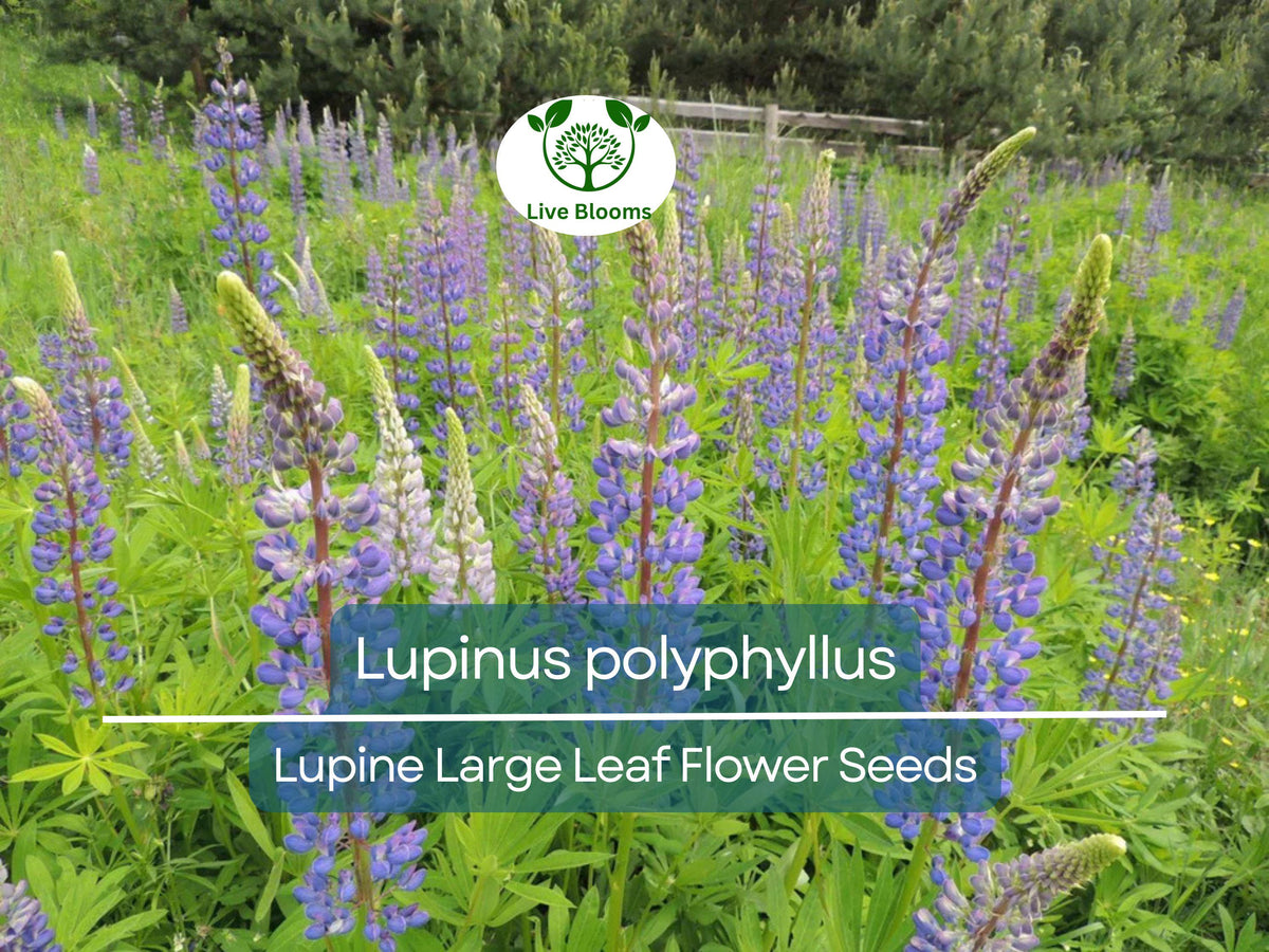 20 Seeds Lupine Large Leaf Planting – Lupinus polyphyllus Perennial Flower Blue & Purple Blooms, Easy to Grow, Garden Border, Pollinator-Friendly