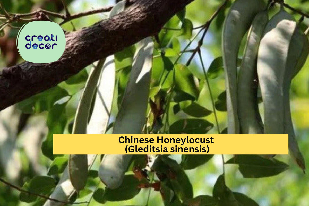 Chinese Honeylocust Seeds – 10 Non-GMO Gleditsia sinensis for Ornamental Shade Tree, Drought Tolerant, Urban Landscaping
