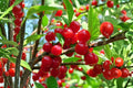 10 Prunus tomentosa Nanking Cherry Seeds | Hardy Edible Fruit Bush for Gardens & Hedging